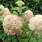 Aed hortensia 'Little Lime'