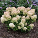 Aed hortensia 'Little Lime'