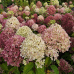 Aed hortensia 'Little Lime'