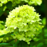Aedhortensia 'Mojito'