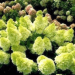 Aedhortensia 'Mojito'