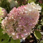Aedhortensia 'Mojito'