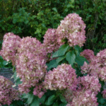 Aedhortensia 'Mojito'