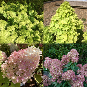 aedhortensia 'Mojito'