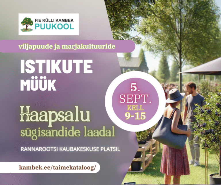 5.09.2025 Haapsalu sügisandide laat