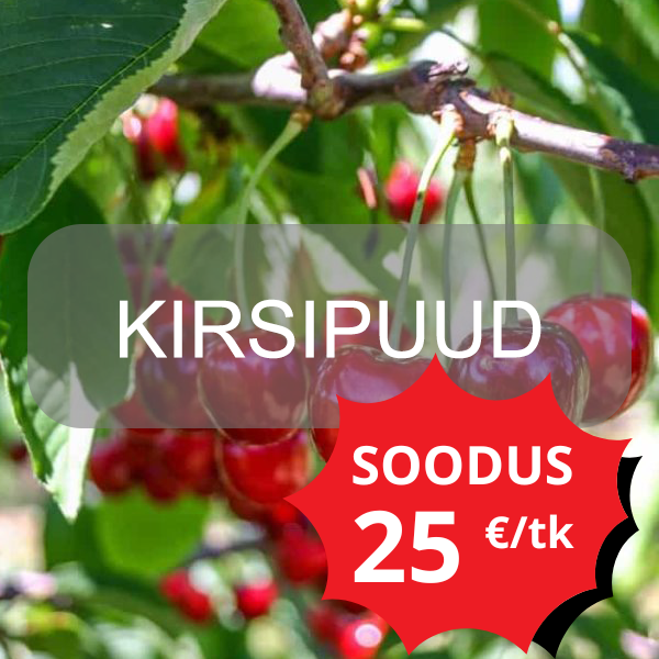 kirsipuud