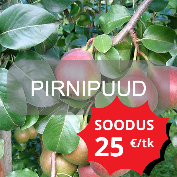pirnipuud