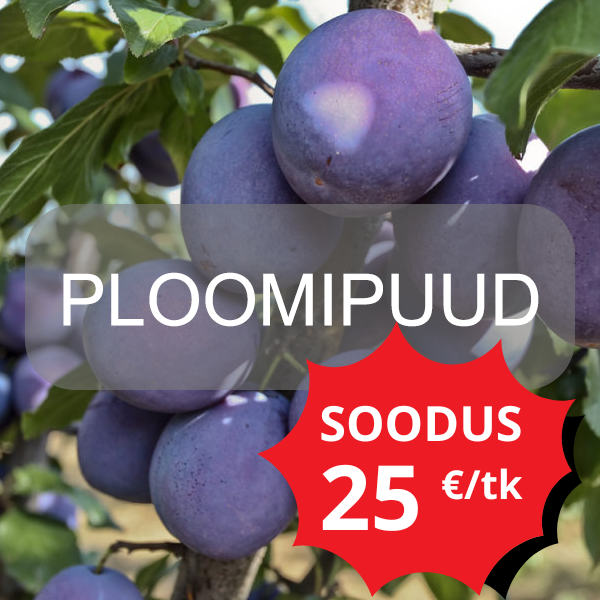 ploomipuud