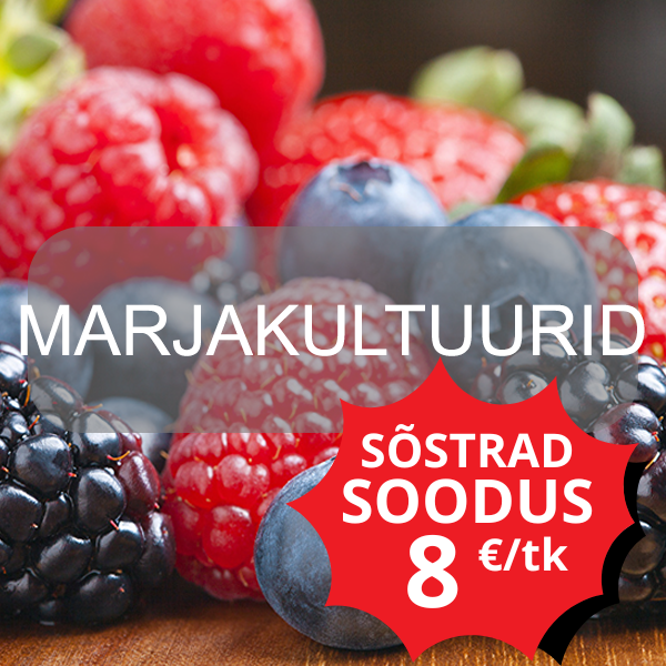 marjakulutuurid