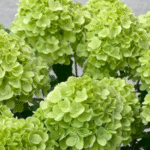 Aedhortensia 'Petite Cherry'