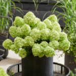 Aedhortensia 'Petite Cherry'