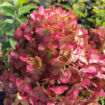 Aedhortensia 'Petite Cherry'