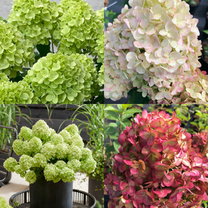 Aedhortensia 'Petite Cherry'