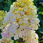 Aedhortensia 'Samarskaya Lidiya'