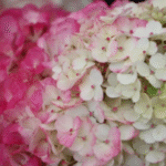 Aedhortensia 'Samarskaya Lidiya'