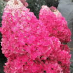 Aedhortensia 'Samarskaya Lidiya'