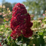 Aedhortensia 'Samarskaya Lidiya'