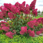 Aedhortensia 'Samarskaya Lidiya'