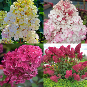 Aedhortensia 'Samarskaya Lidiya'