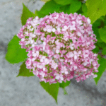 puishortensia 'Candybelle® Bubblegum'