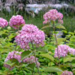 puishortensia 'Candybelle® Bubblegum'