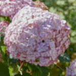 puishortensia 'Candybelle® Bubblegum'