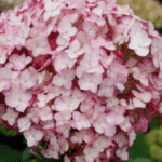 puishortensia 'Candybelle® Bubblegum'