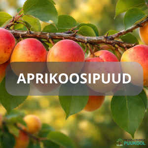 APRIKOOSIPUU