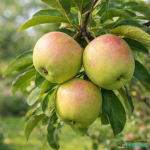 Aed-õunapuu 'Kasper'