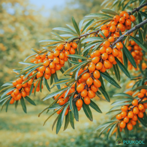 Harilik astelpaju 'Tatjana'