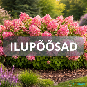 ILUPÕÕSAD