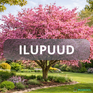 ILUPUUD