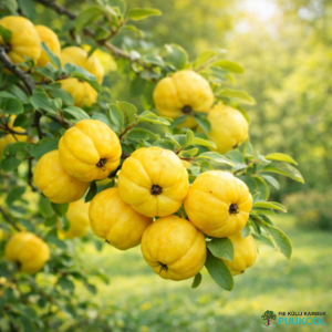 Jaapani ebaküdoonia 'Rasa'