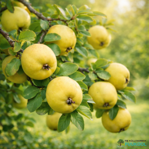 Jaapani ebaküdoonia 'Rondo'