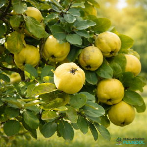 Jaapani ebaküdoonia seemik