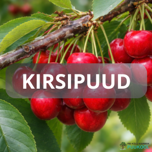 KIRSIPUU