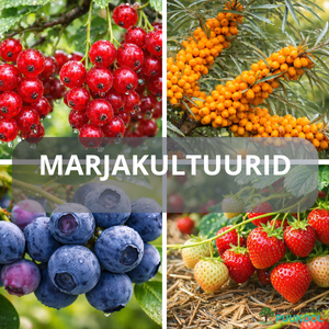 MARJAKULTUURID