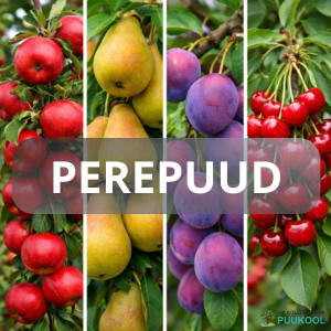 PEREPUU