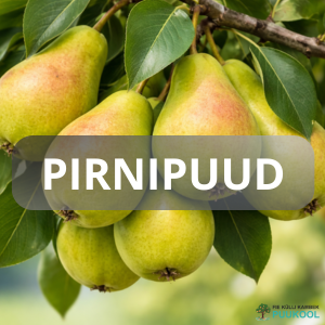 PIRNIPUU