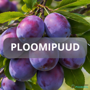 PLOOMIPUU