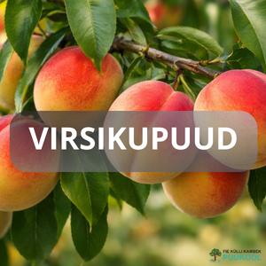 VIRSIKUPUU