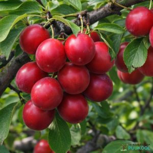 haralise ploomi hübriid