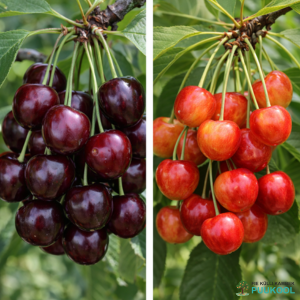 maguskirsi perepuu 2 sordiga