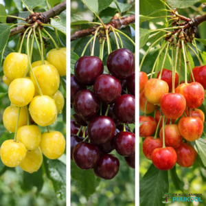 maguskirsi perepuu 3 sordiga