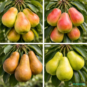 perepirnipuu 4 sordiga