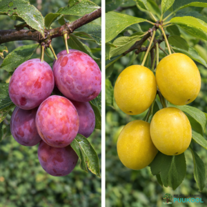 pereploomipuu 2 sordiga