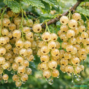 punanseõstar valgeviljaline