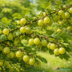 Aed-karusmari 'Invicta' Aed-karusmari 'Invicta'