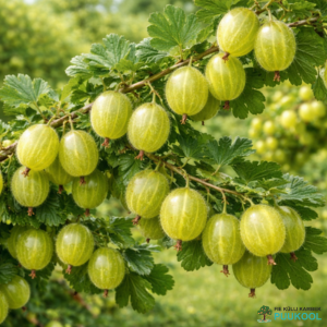 Aed-karusmari 'Mucurines'