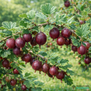 Aed-karusmari 'Nesluhhivski'